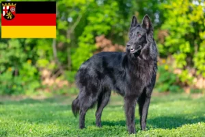 Read more about the article Belgian Shepherd Dog Breeder and Puppies in Rhineland-Palatinate