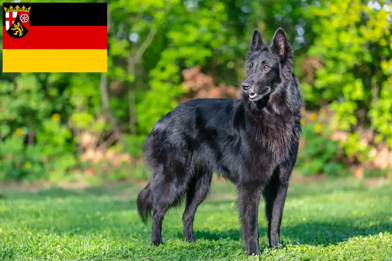 Read more about the article Belgian Shepherd Dog Breeder and Puppies in Rhineland-Palatinate