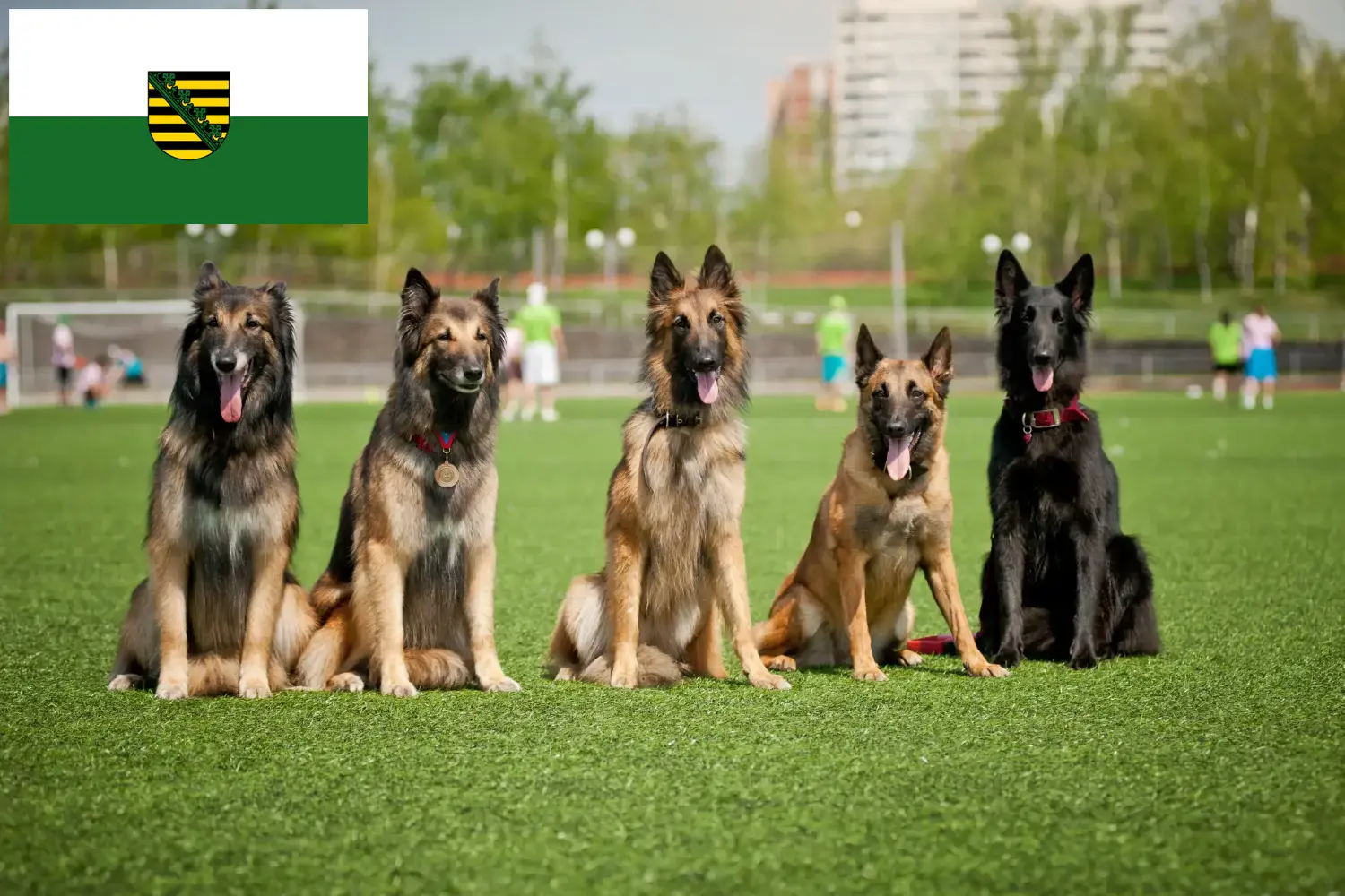 Read more about the article Belgian Shepherd Dog Breeder and Puppies in Saxony