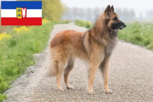 Read more about the article Belgian Shepherd Dog Breeder and Puppies in Schleswig-Holstein