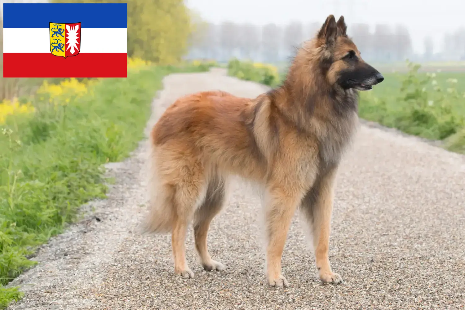 Read more about the article Belgian Shepherd Dog Breeder and Puppies in Schleswig-Holstein