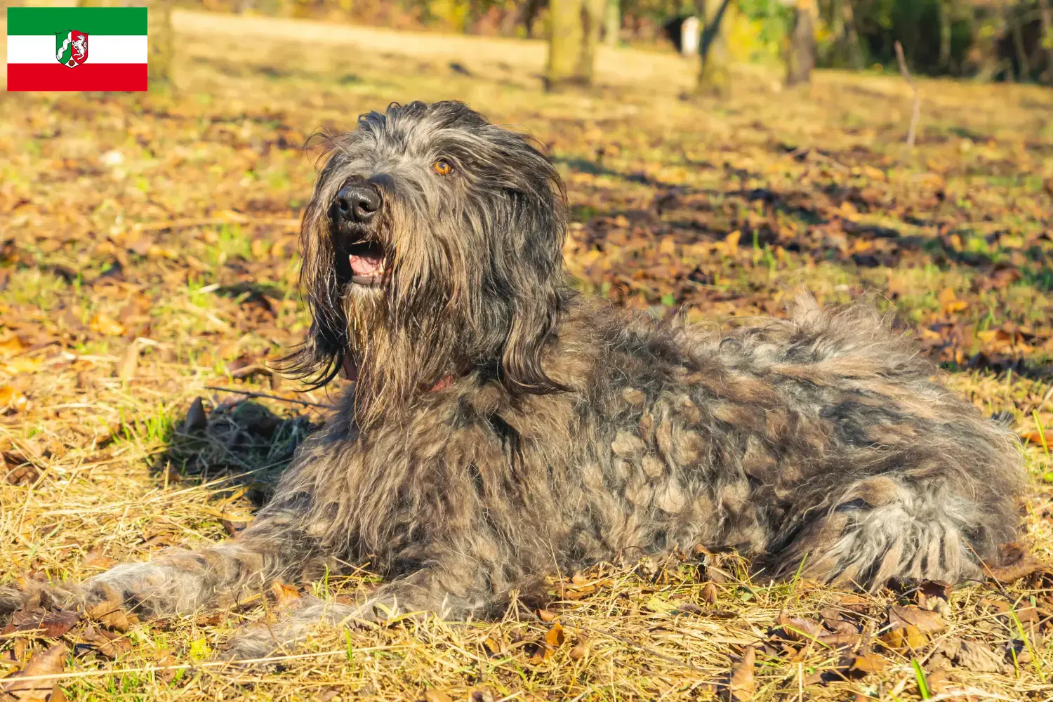 Read more about the article Bergamasker Shepherd Dog Breeder and Puppies in North Rhine-Westphalia