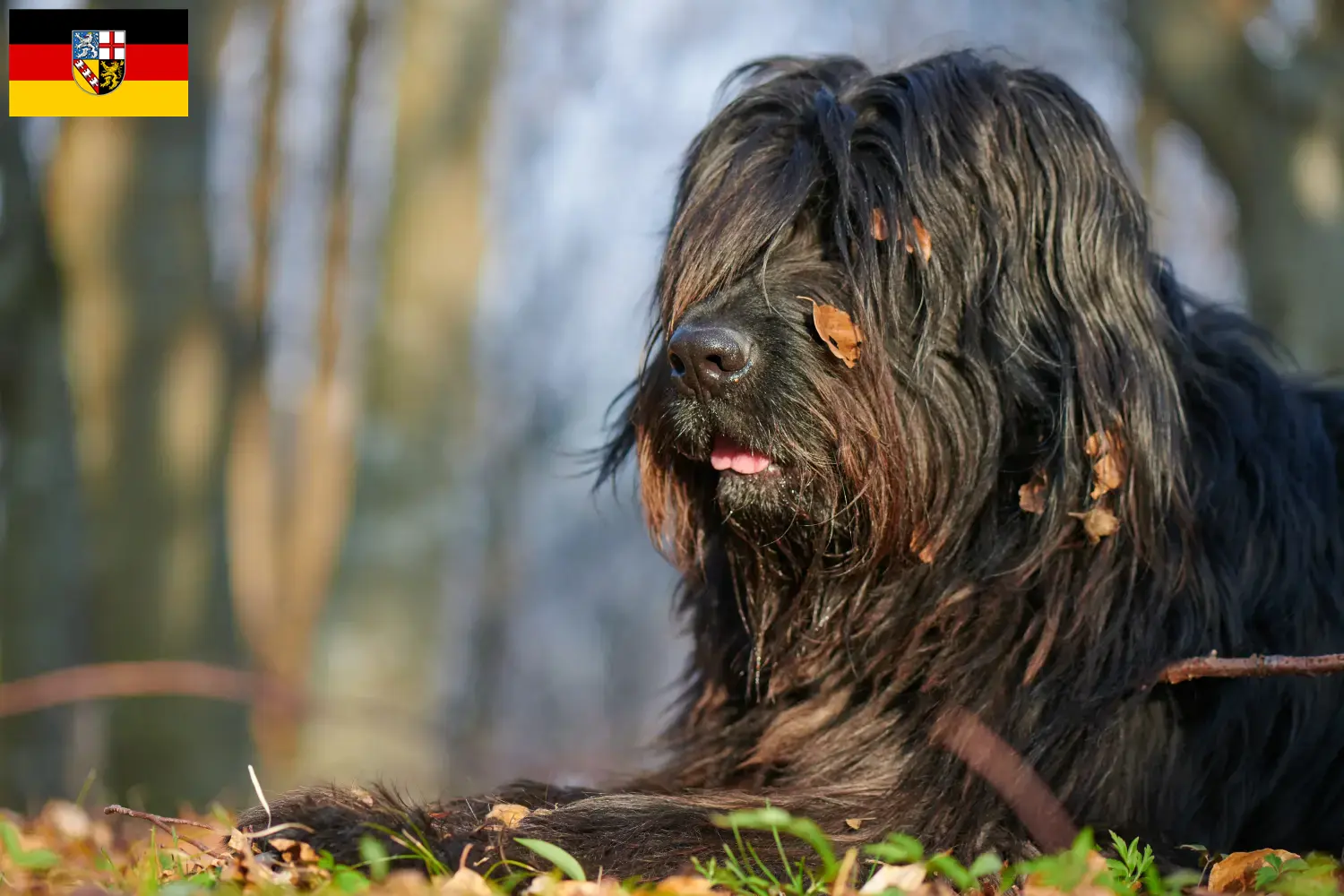 Read more about the article Bergamasker Shepherd Dog Breeder and Puppies in Saarland