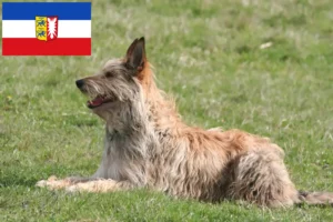 Read more about the article Berger de Picardie breeders and puppies in Schleswig-Holstein