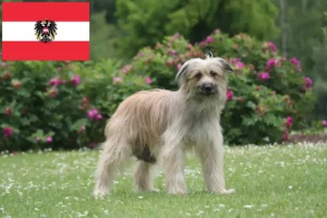 Read more about the article Berger des Pyrenees breeders and puppies in Austria