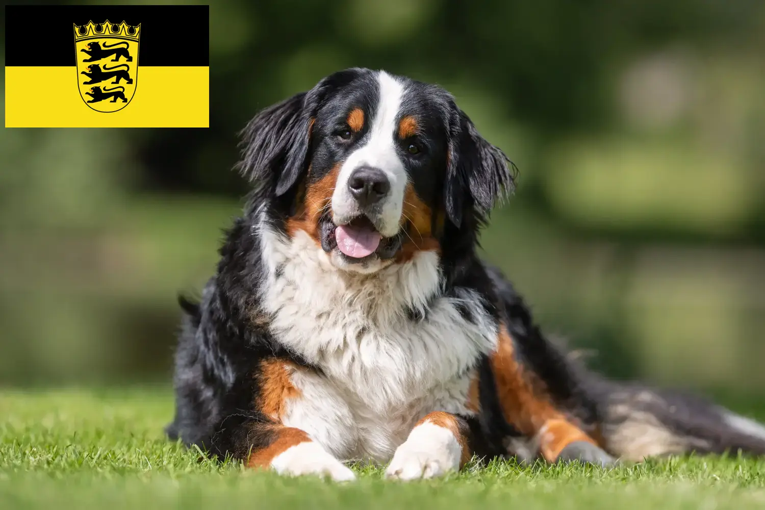 Read more about the article Bernese Mountain Dog Breeder and Puppies in Baden-Württemberg