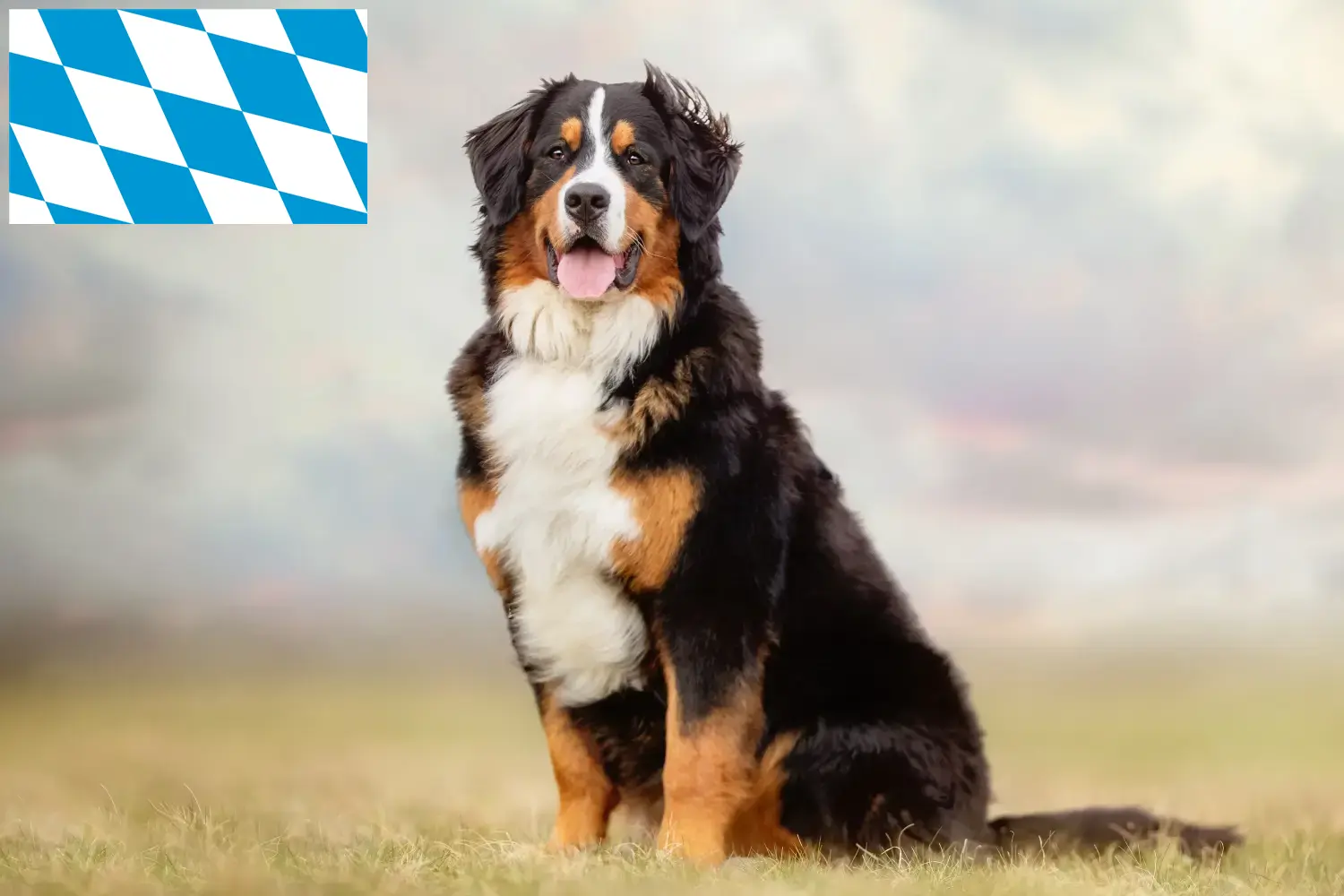 Read more about the article Bernese Mountain Dog Breeder and Puppies in Bavaria