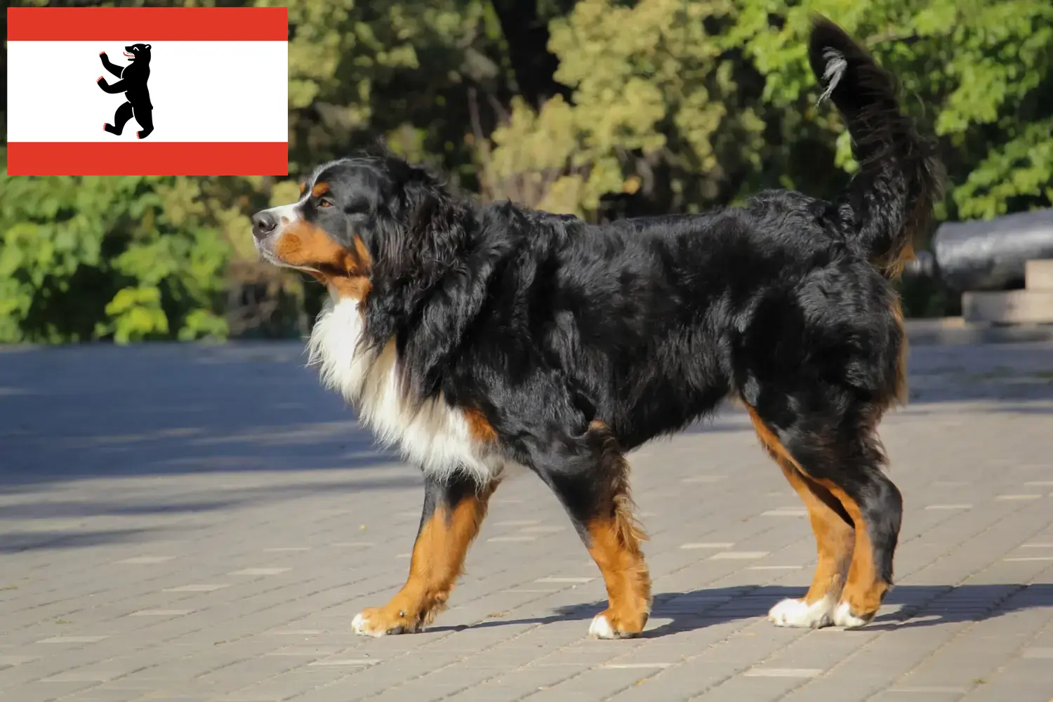 Read more about the article Bernese Mountain Dog Breeder and Puppies in Berlin