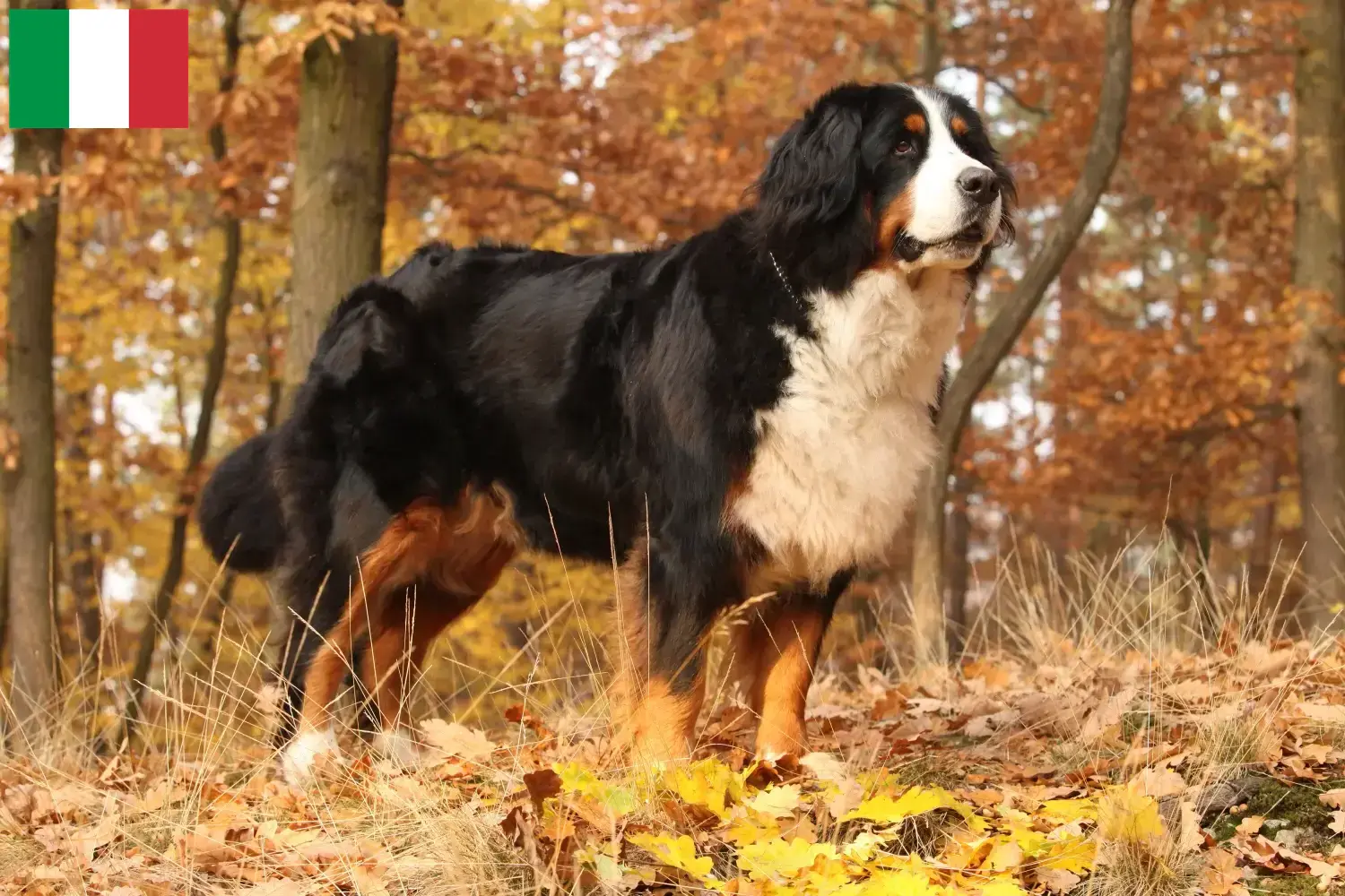 Read more about the article Bernese Mountain Dog Breeder and Puppies in Italy