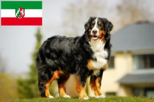 Read more about the article Bernese Mountain Dog Breeder and Puppies in North Rhine-Westphalia