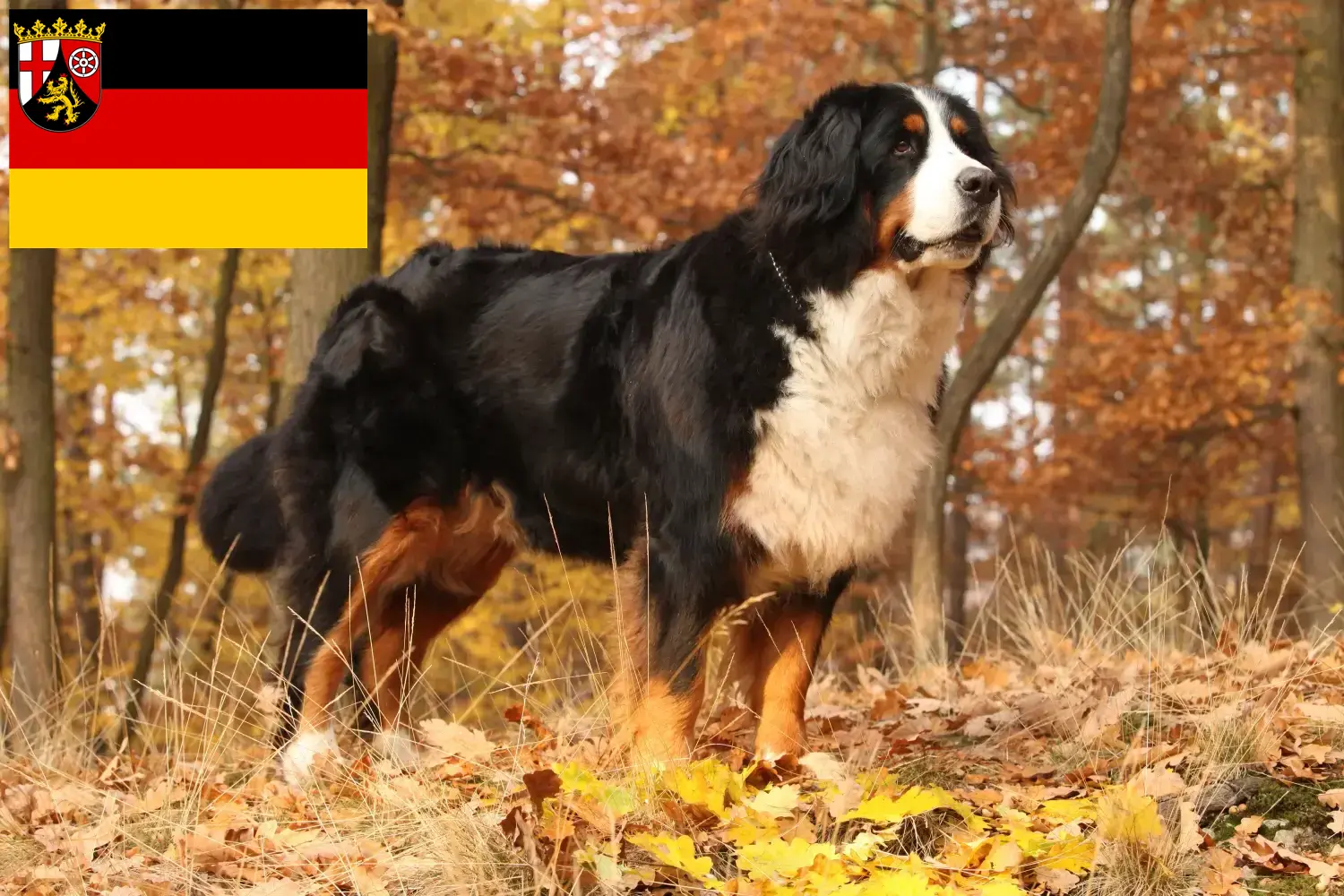 Read more about the article Bernese Mountain Dog Breeder and Puppies in Rhineland-Palatinate