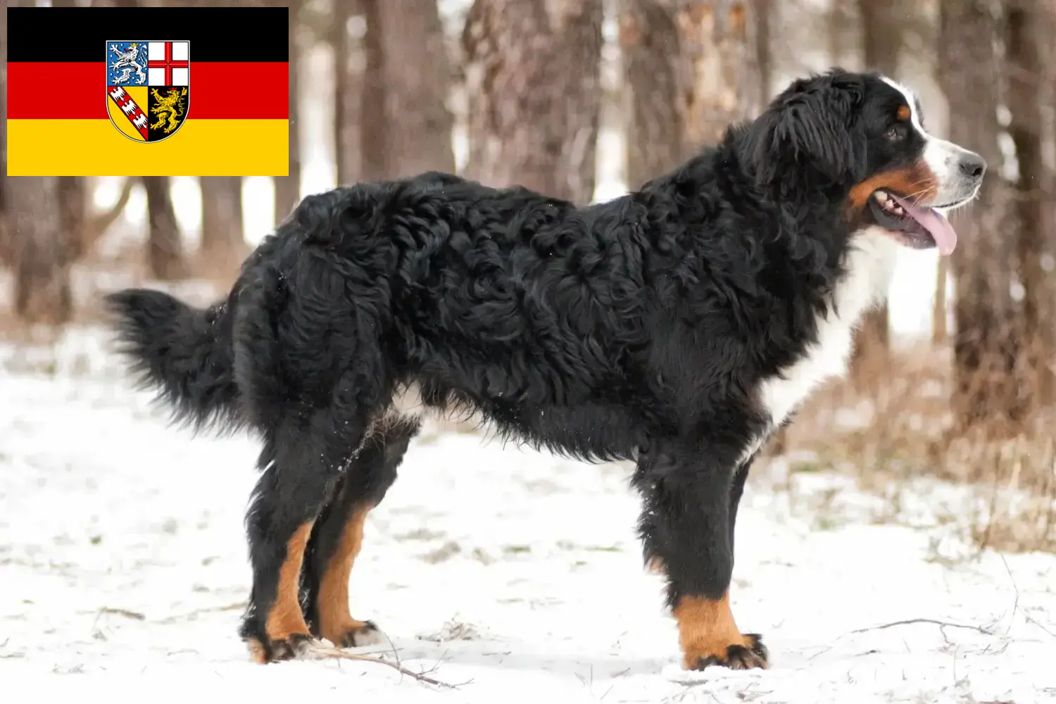 Read more about the article Bernese Mountain Dog Breeder and Puppies in Saarland