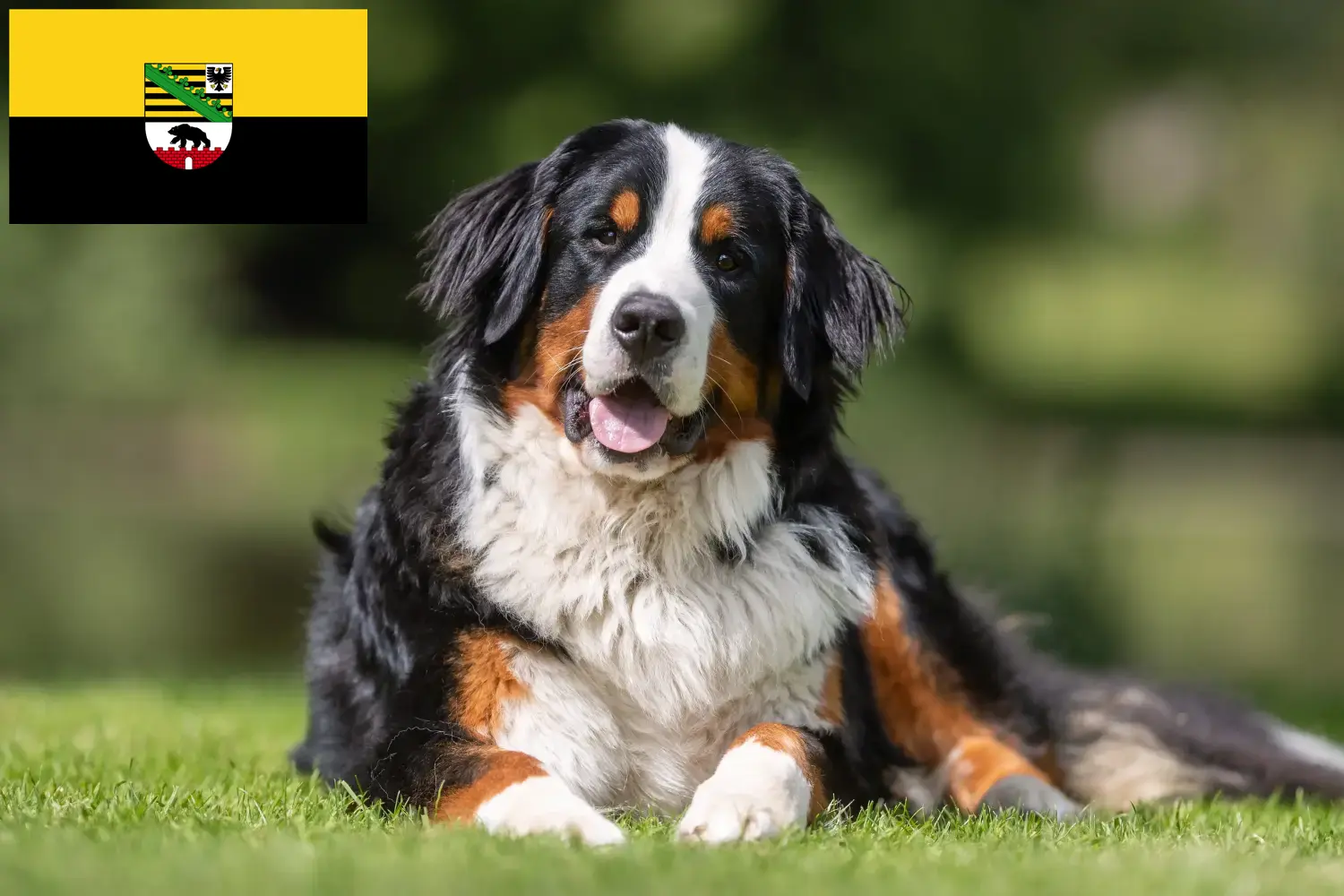 Read more about the article Bernese Mountain Dog Breeder and Puppies in Saxony-Anhalt