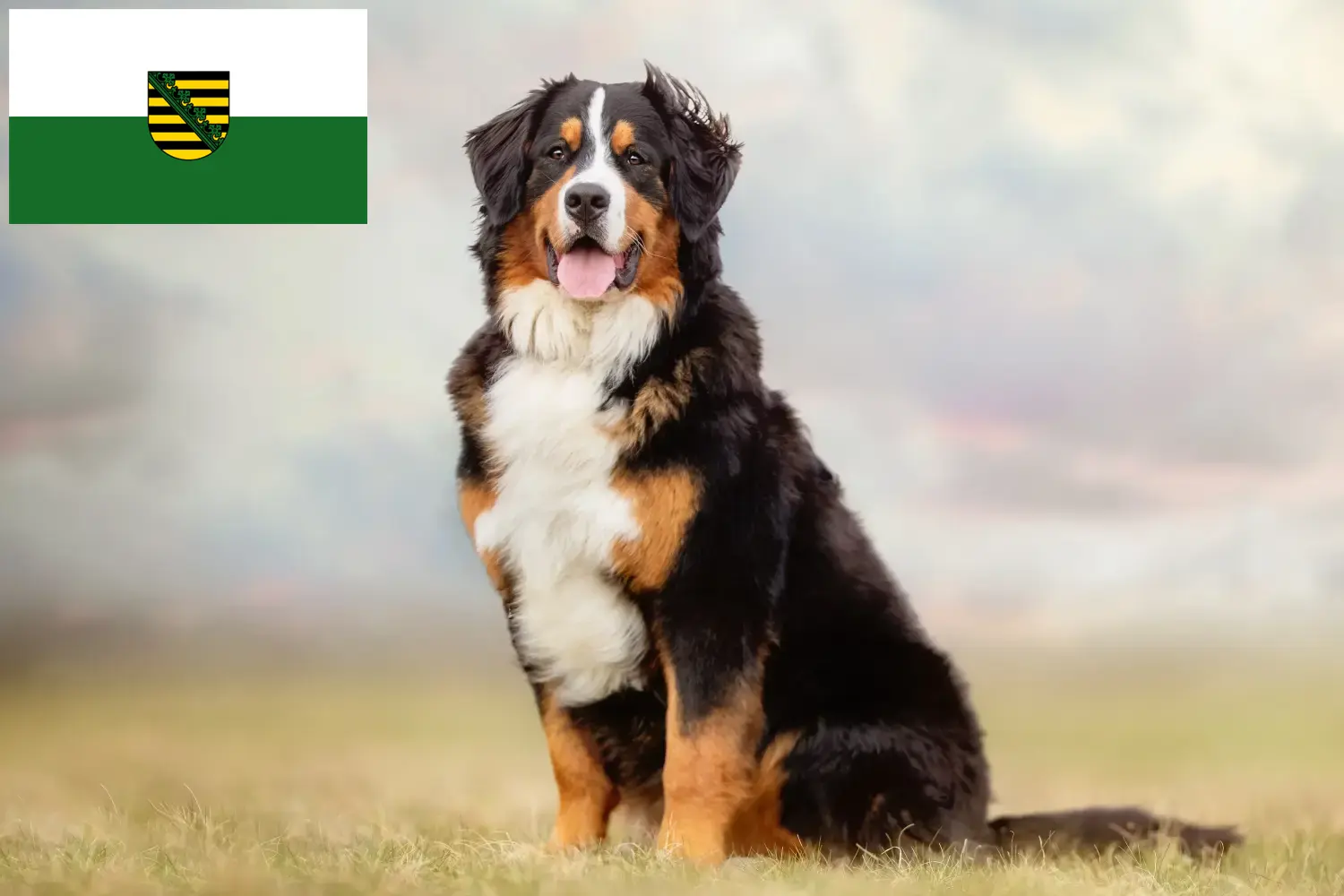Read more about the article Bernese Mountain Dog Breeder and Puppies in Saxony