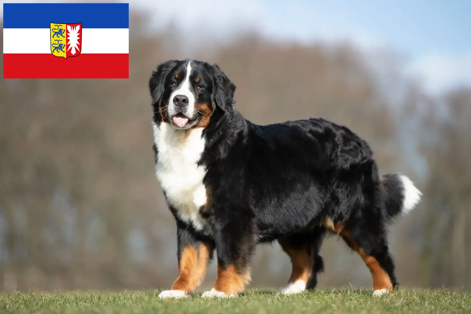 Read more about the article Bernese Mountain Dog Breeder and Puppies in Schleswig-Holstein