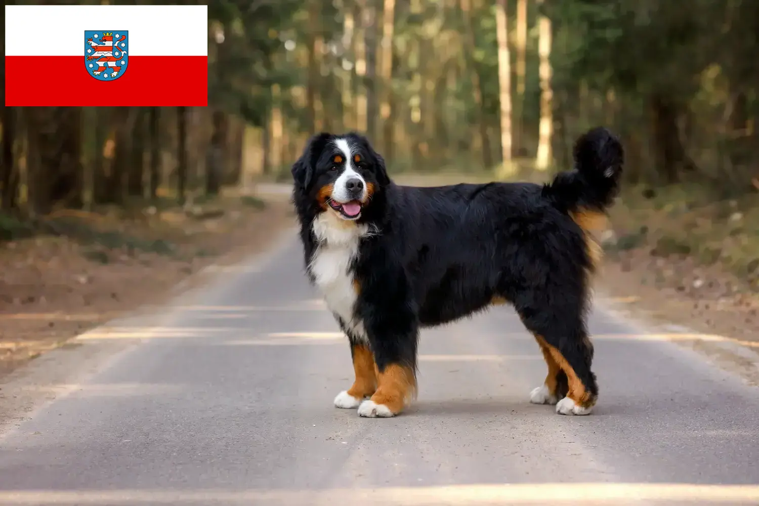 Read more about the article Bernese Mountain Dog Breeder and Puppies in Thuringia