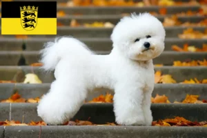 Read more about the article Bichon Frisé breeders and puppies in Baden-Württemberg