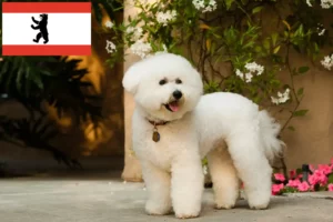 Read more about the article Bichon Frisé breeders and puppies in Berlin