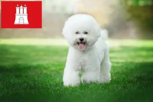 Read more about the article Bichon Frisé breeders and puppies in Hamburg