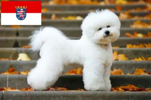 Read more about the article Bichon Frisé breeders and puppies in Hessen