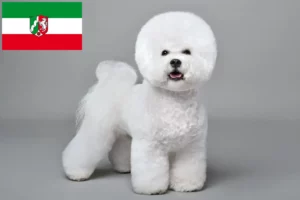 Read more about the article Bichon Frisé breeders and puppies in North Rhine-Westphalia