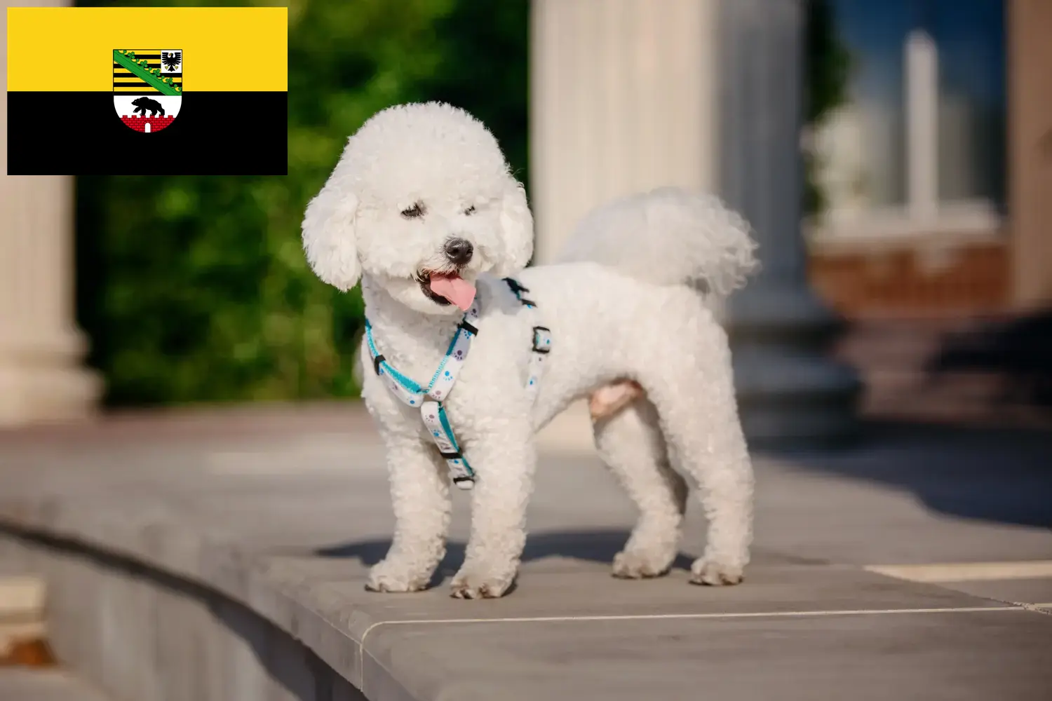 Read more about the article Bichon Frisé breeders and puppies in Saxony-Anhalt