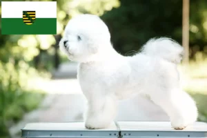 Read more about the article Bichon Frisé breeders and puppies in Saxony