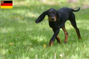 Read more about the article Black and Tan Coonhound breeders and puppies in Rhineland-Palatinate