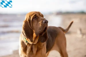 Read more about the article Bloodhound breeders and puppies in Bavaria