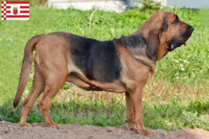 Read more about the article Bloodhound breeders and puppies in Bremen