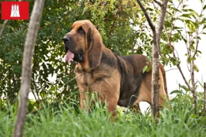 Read more about the article Bloodhound breeders and puppies in Hamburg