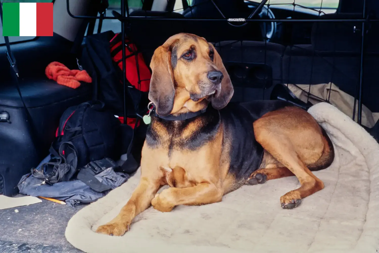 Read more about the article Bloodhound breeders and puppies in Italy