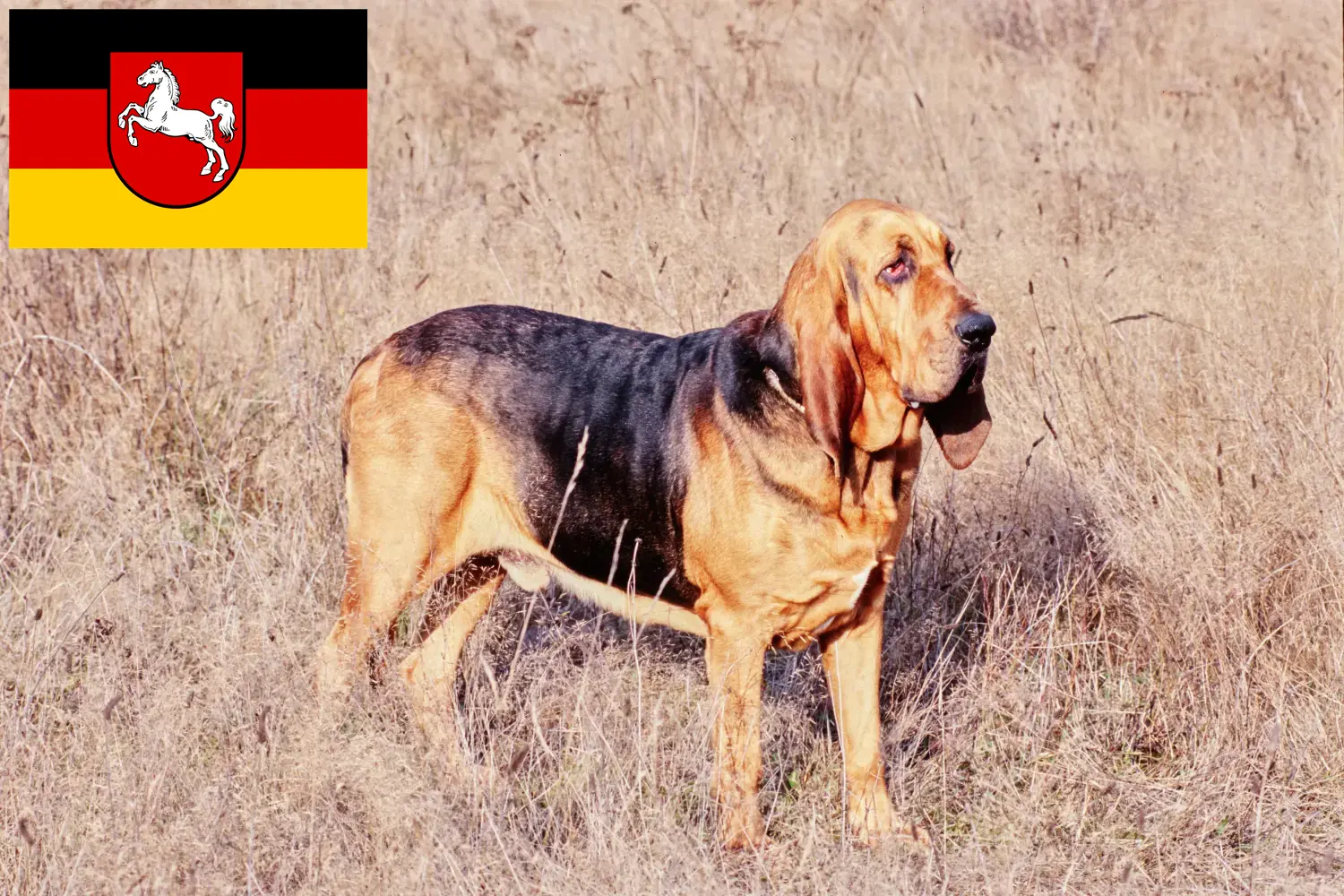 Read more about the article Bloodhound breeders and puppies in Lower Saxony