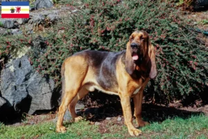 Read more about the article Bloodhound breeders and puppies in Mecklenburg-Vorpommern