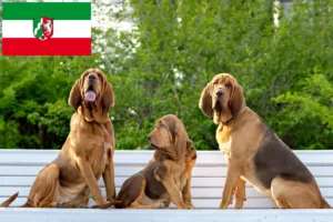 Read more about the article Bloodhound breeders and puppies in North Rhine-Westphalia