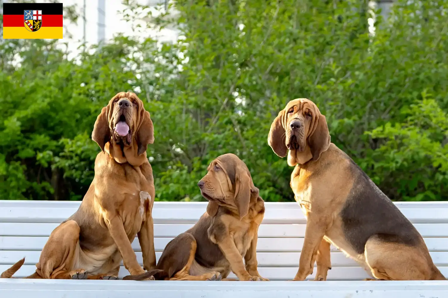 Read more about the article Bloodhound breeders and puppies in Saarland