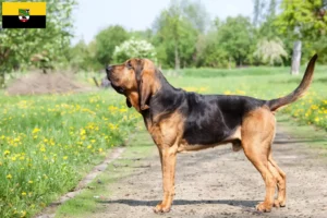 Read more about the article Bloodhound breeders and puppies in Saxony-Anhalt