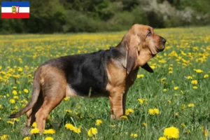 Read more about the article Bloodhound breeders and puppies in Schleswig-Holstein