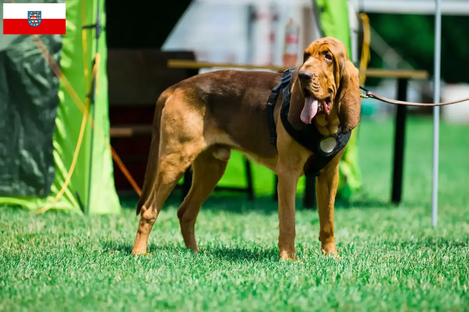 Read more about the article Bloodhound breeders and puppies in Thuringia