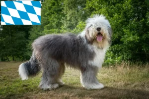 Read more about the article Bobtail breeders and puppies in Bavaria