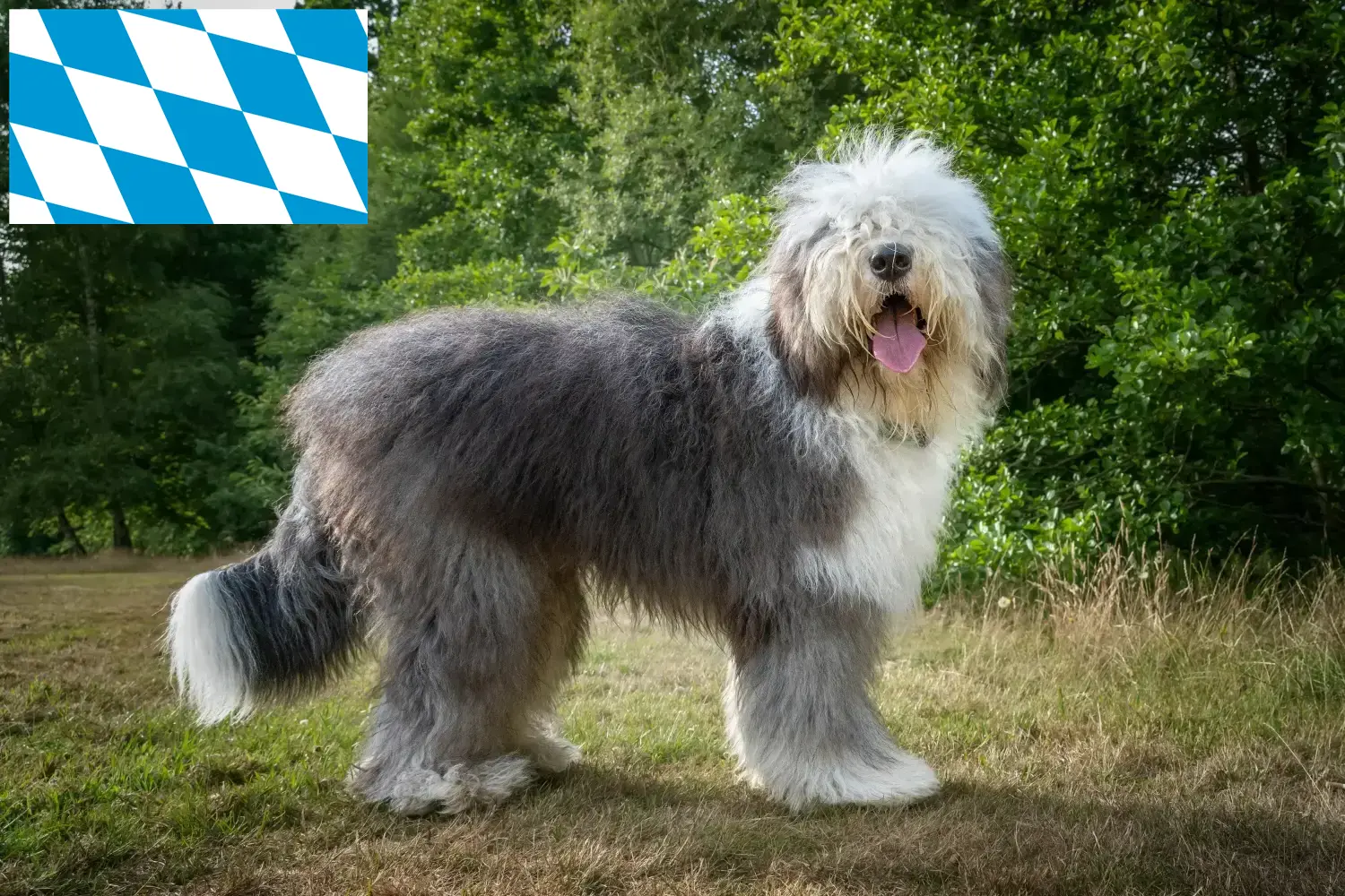 Read more about the article Bobtail breeders and puppies in Bavaria