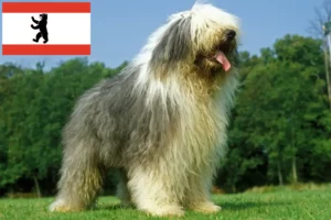 Read more about the article Bobtail breeders and puppies in Berlin