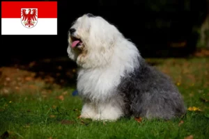 Read more about the article Bobtail breeders and puppies in Brandenburg