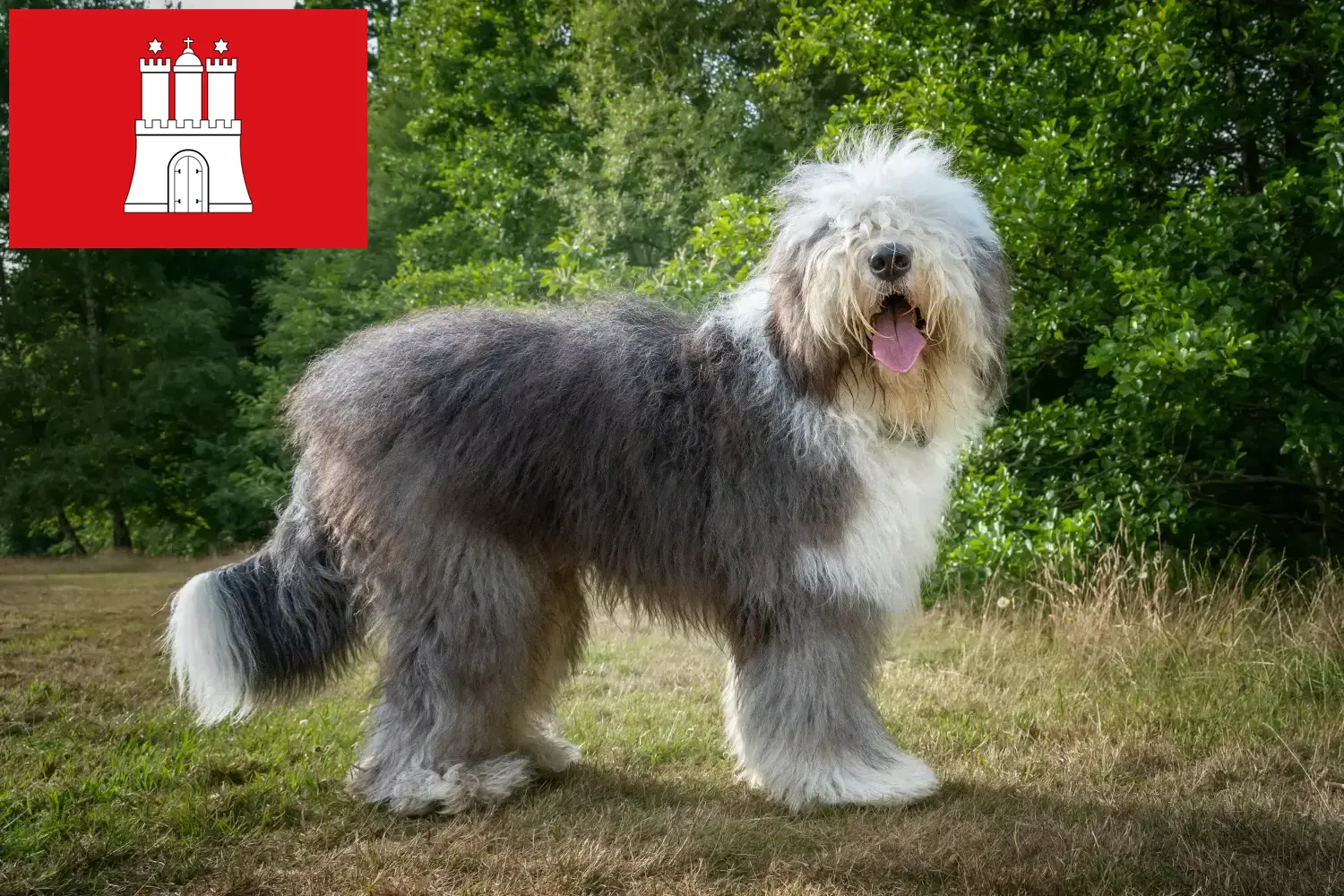 Read more about the article Bobtail breeders and puppies in Hamburg