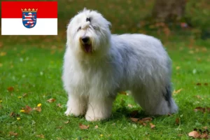 Read more about the article Bobtail breeders and puppies in Hessen