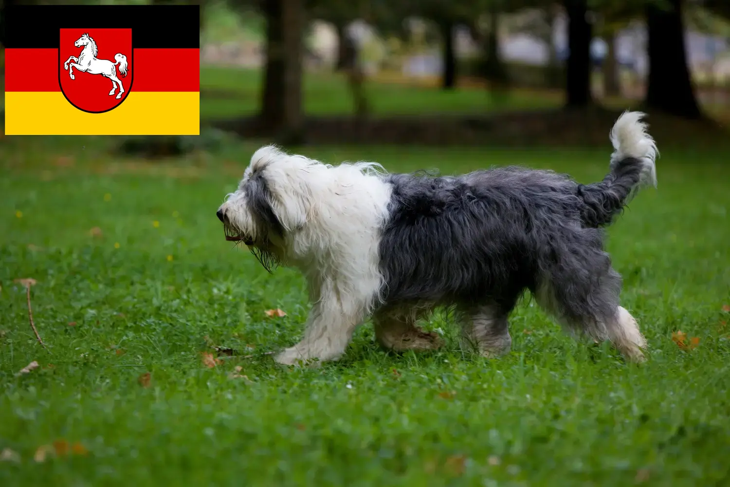Read more about the article Bobtail breeders and puppies in Lower Saxony