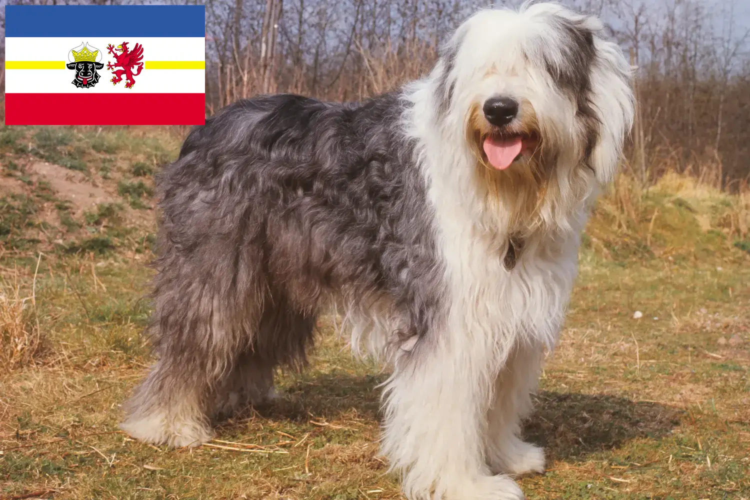 Read more about the article Bobtail breeders and puppies in Mecklenburg-Vorpommern