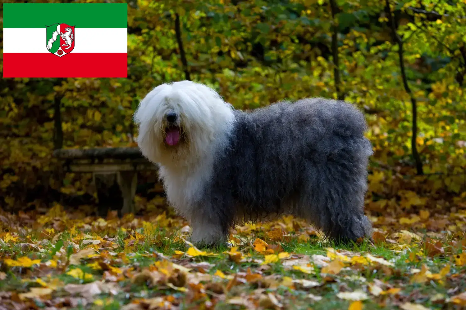 Read more about the article Bobtail breeders and puppies in North Rhine-Westphalia