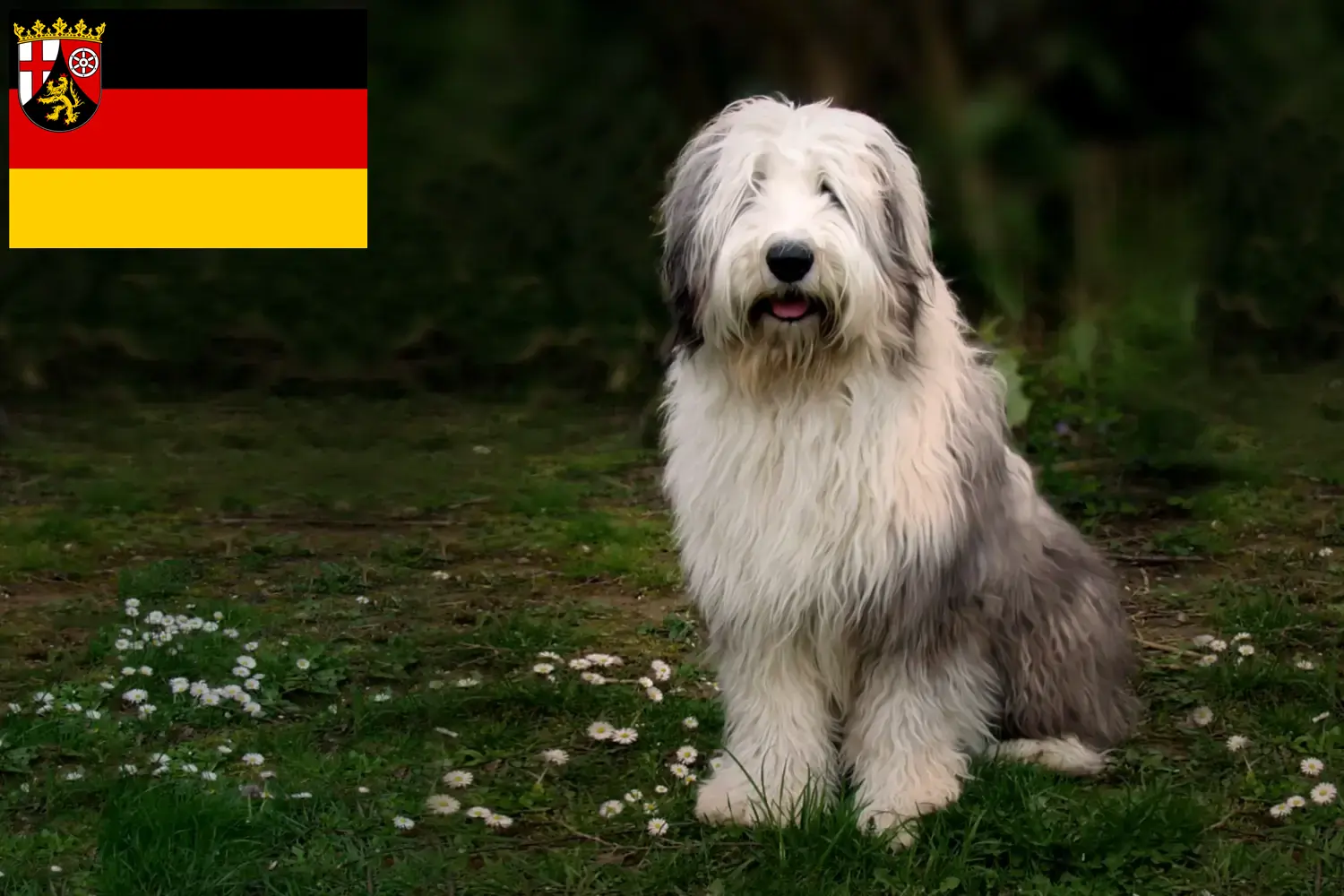 Read more about the article Bobtail breeders and puppies in Rhineland-Palatinate