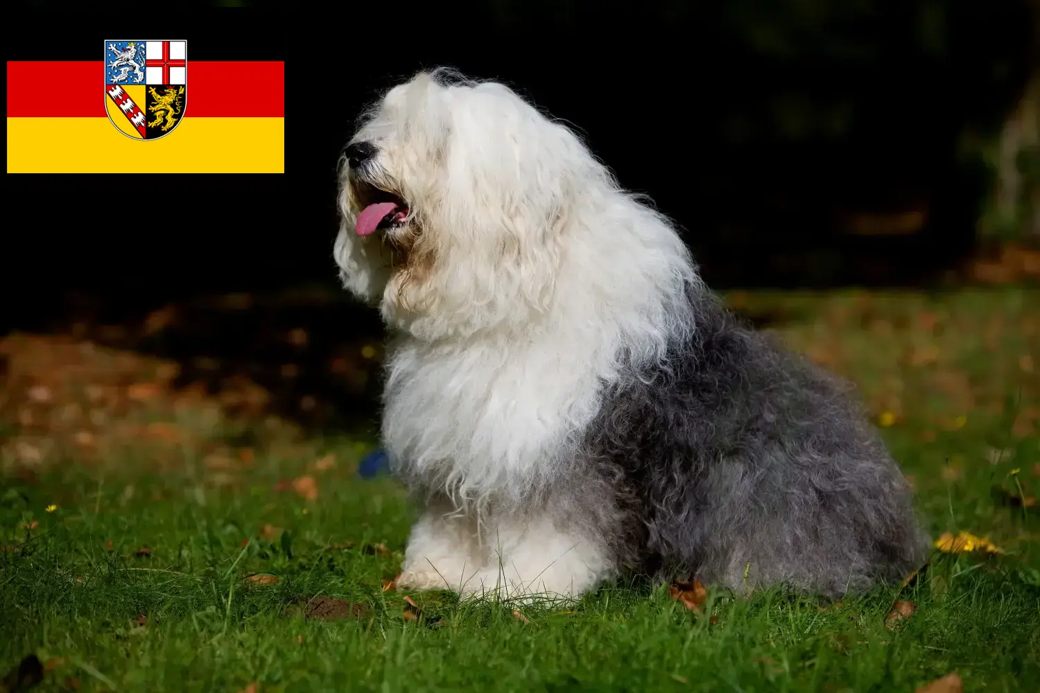 Read more about the article Bobtail breeders and puppies in Saarland